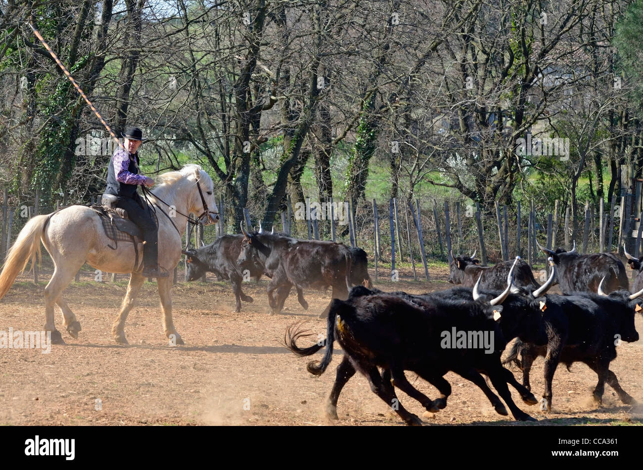 Gardian (Camargue cowboy) sul cavallo tori di assemblaggio nel paddock, Camargue, Francia Foto Stock