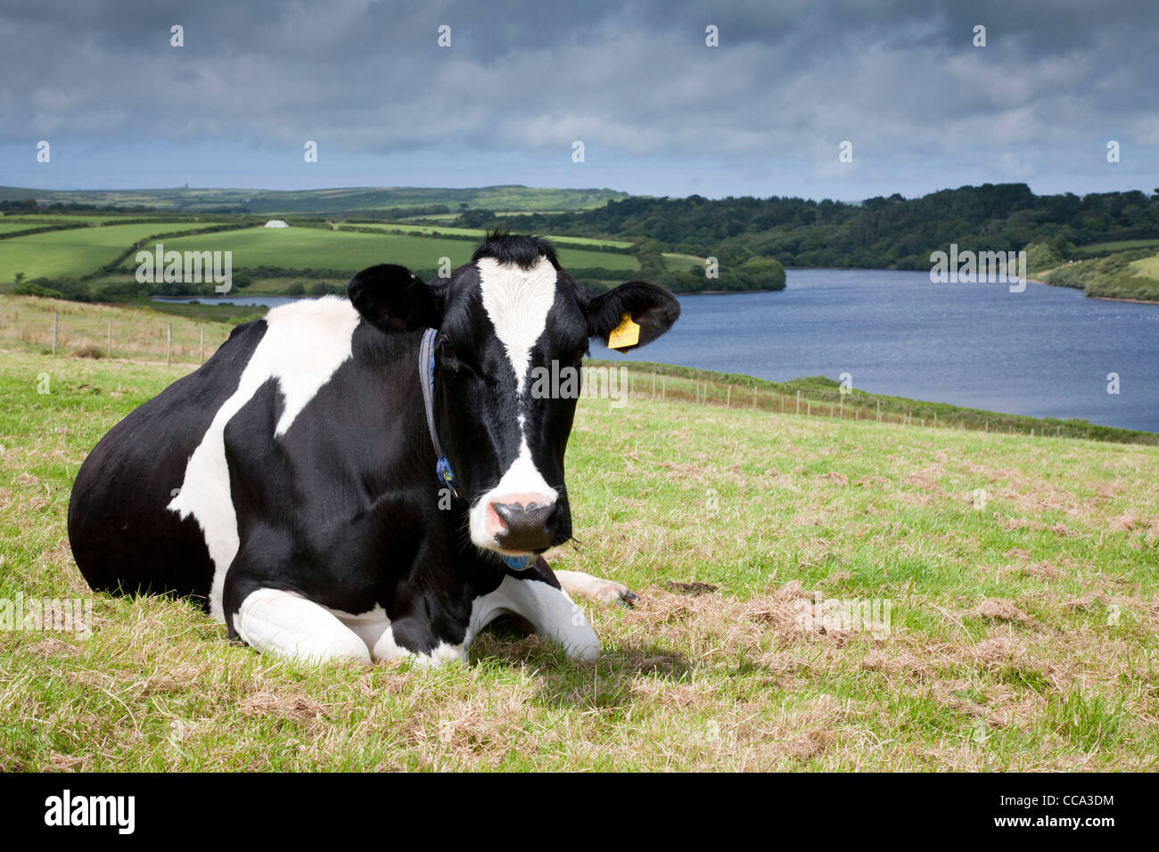 Il frisone mucca affacciato sul serbatoio deriva; Cornovaglia; Regno Unito Foto Stock