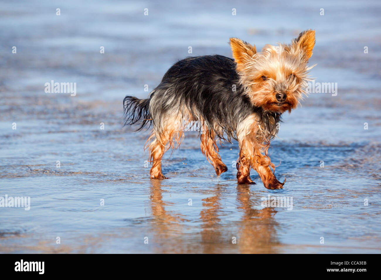 Yorkshire Terrier; sulla spiaggia; Regno Unito Foto Stock