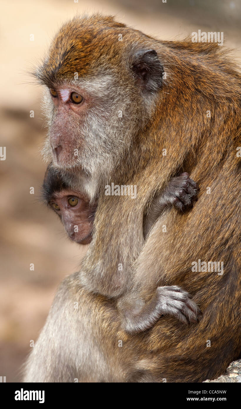 Crab-eating Macaque Macaca fasdicularis & Neonati Thailandia Foto Stock
