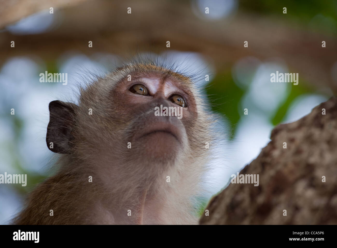 Ritratto di un macaco da granchio Macaca fascicularis Thailandia Foto Stock
