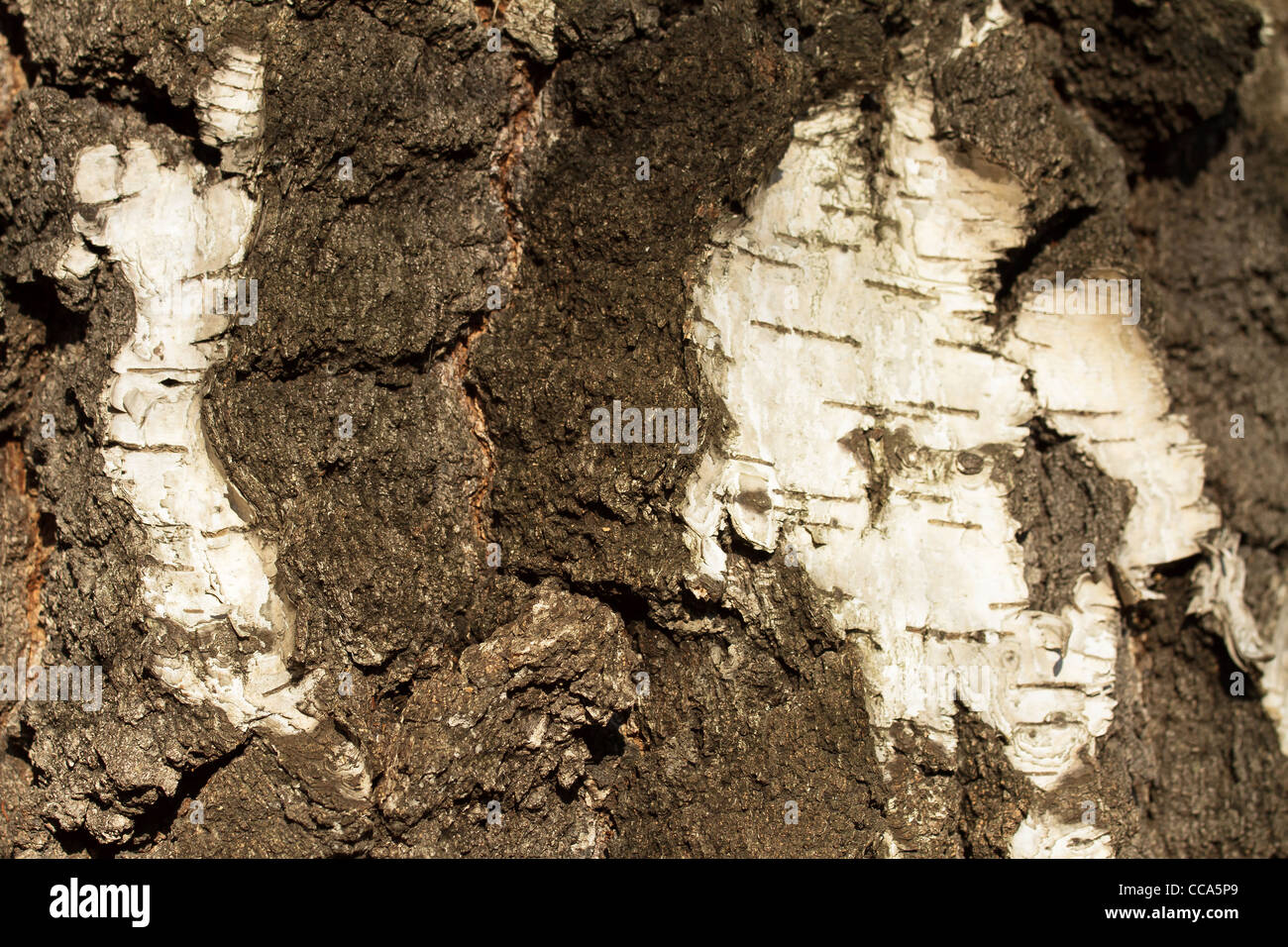 Primo piano di argento di corteccia di betulla (Betula pendula). Foto Stock