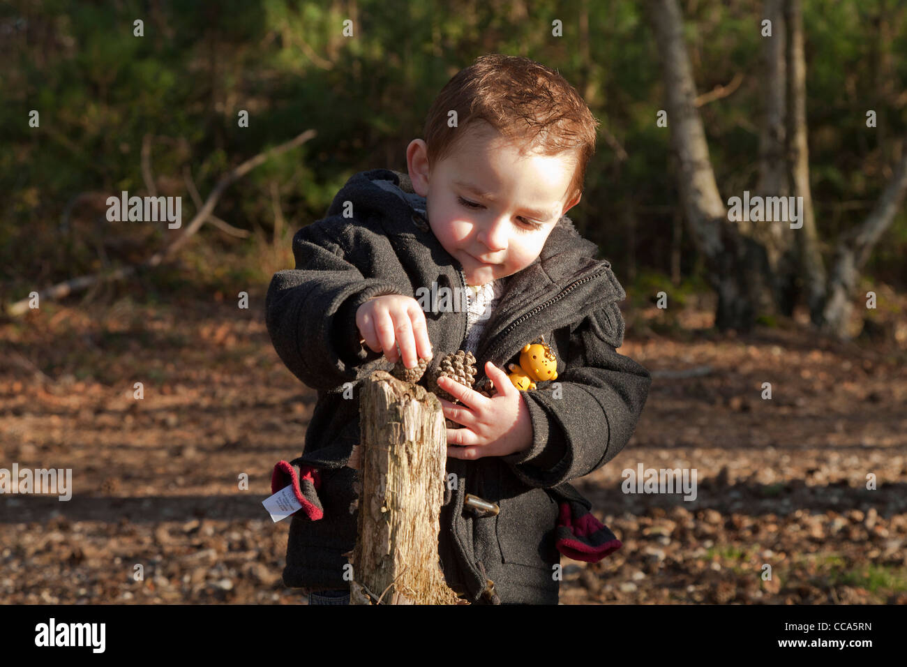 Piccolo Ragazzo in un duffel coat bilanciamento coni fir su un moncone di registro al di fuori della foresta Foto Stock