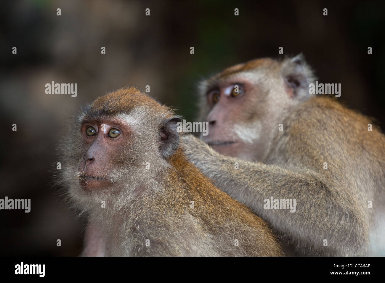 Crab-eating Macaque Macaca fasdicularis toelettatura del sud della Thailandia Foto Stock