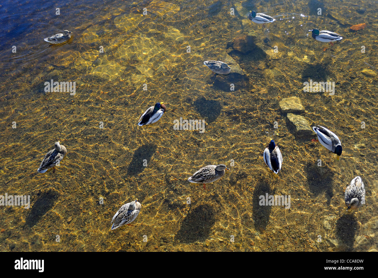 Anatre sul lago Titisee, Foresta Nera Foto Stock