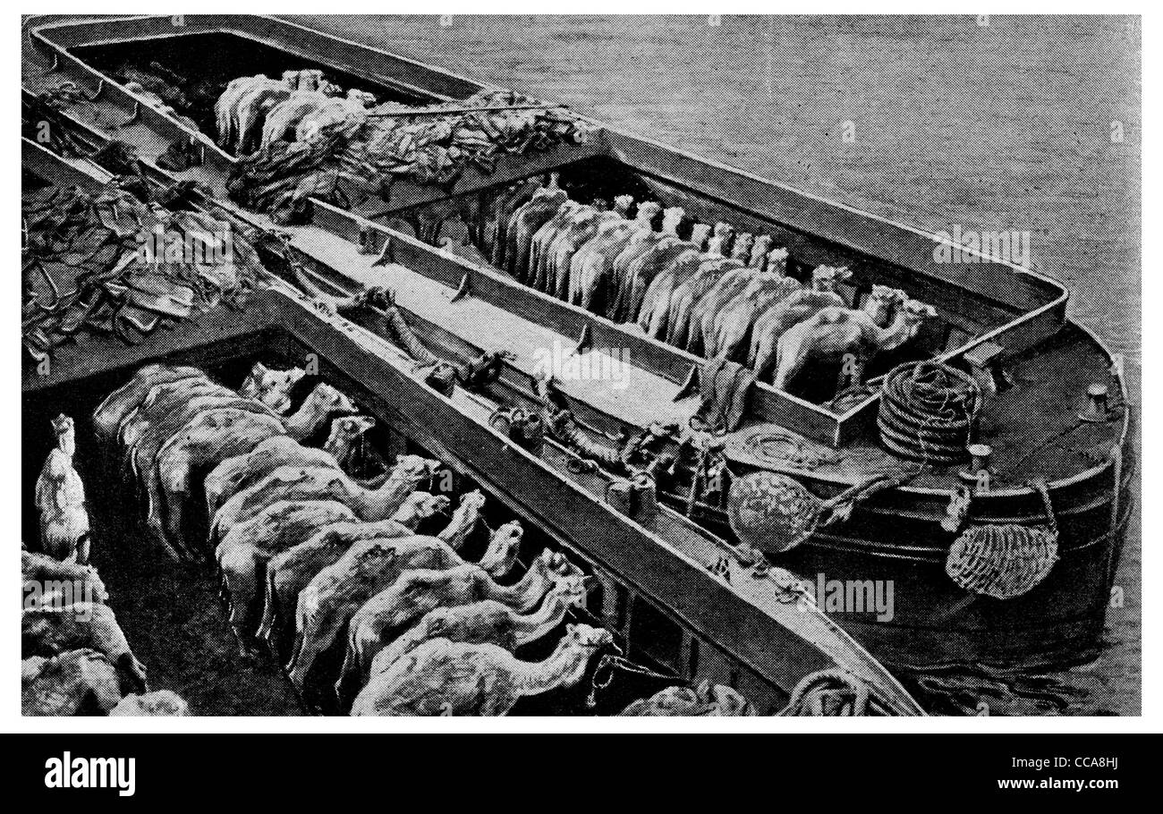 1915 il trasporto merci cargo cammelli cammello poco profonda rotta chiatta Gallipoli pack i trasporti di animali safari nel deserto chiatte in barca Foto Stock
