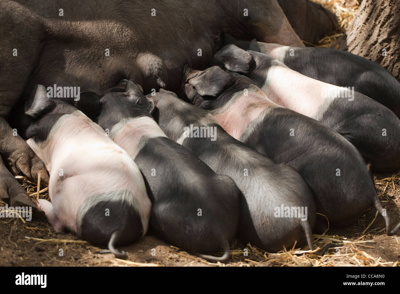 A doppio spiovente di suinetti (Sus scrofa). Sucklng dalla madre. Foto Stock