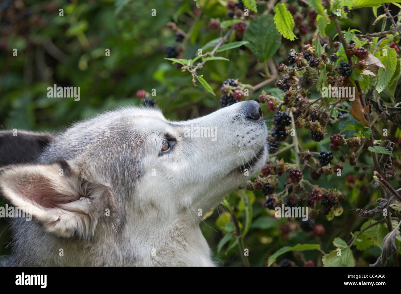 Siberian Husky, domestc razza di cane (Canis lupus familiaris). Selezione e mangiare maturi frutti blackberry (Rubus fruticosus). Foto Stock