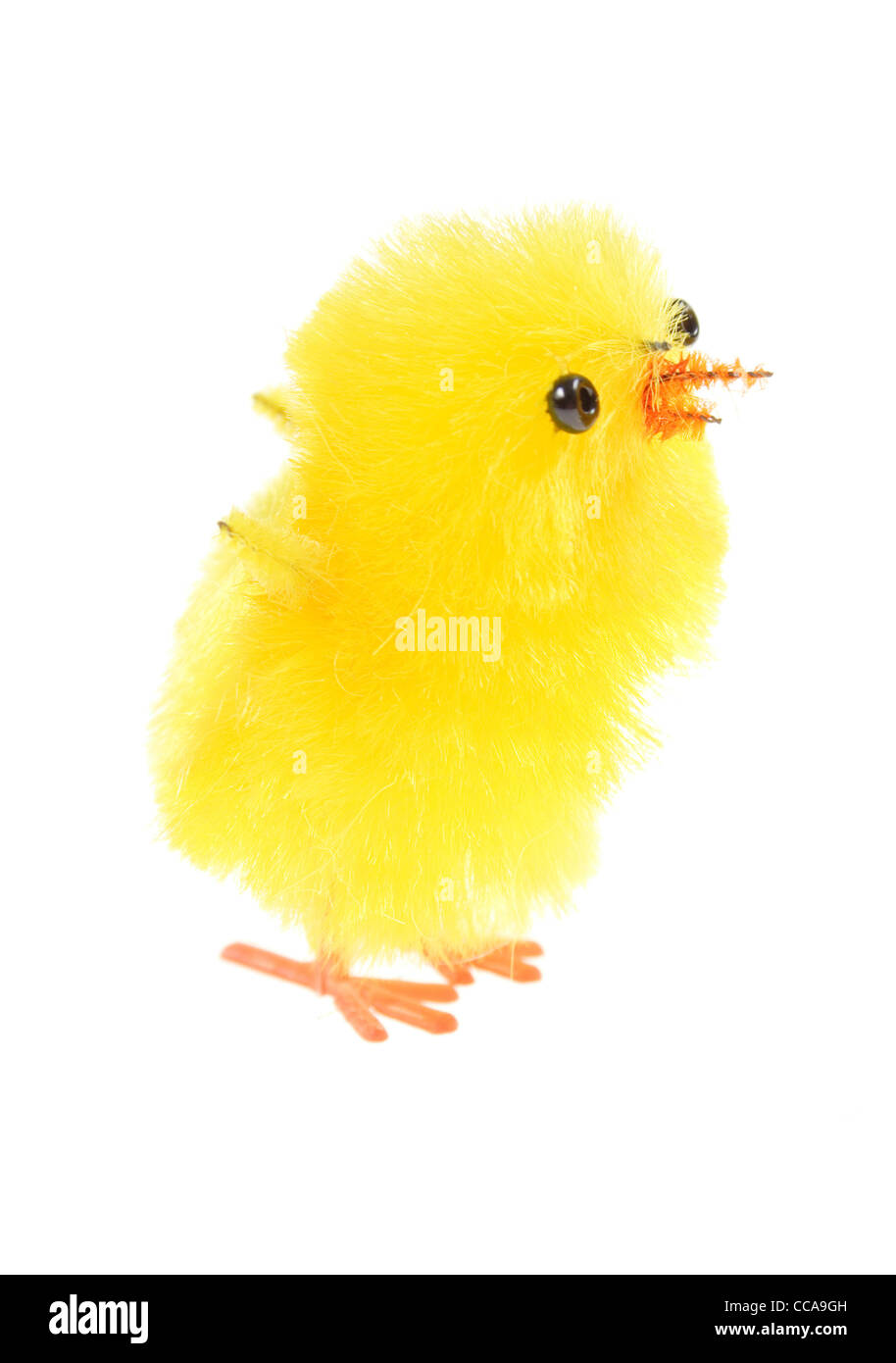 Pulcino giallo foto sullo sfondo bianco Foto Stock