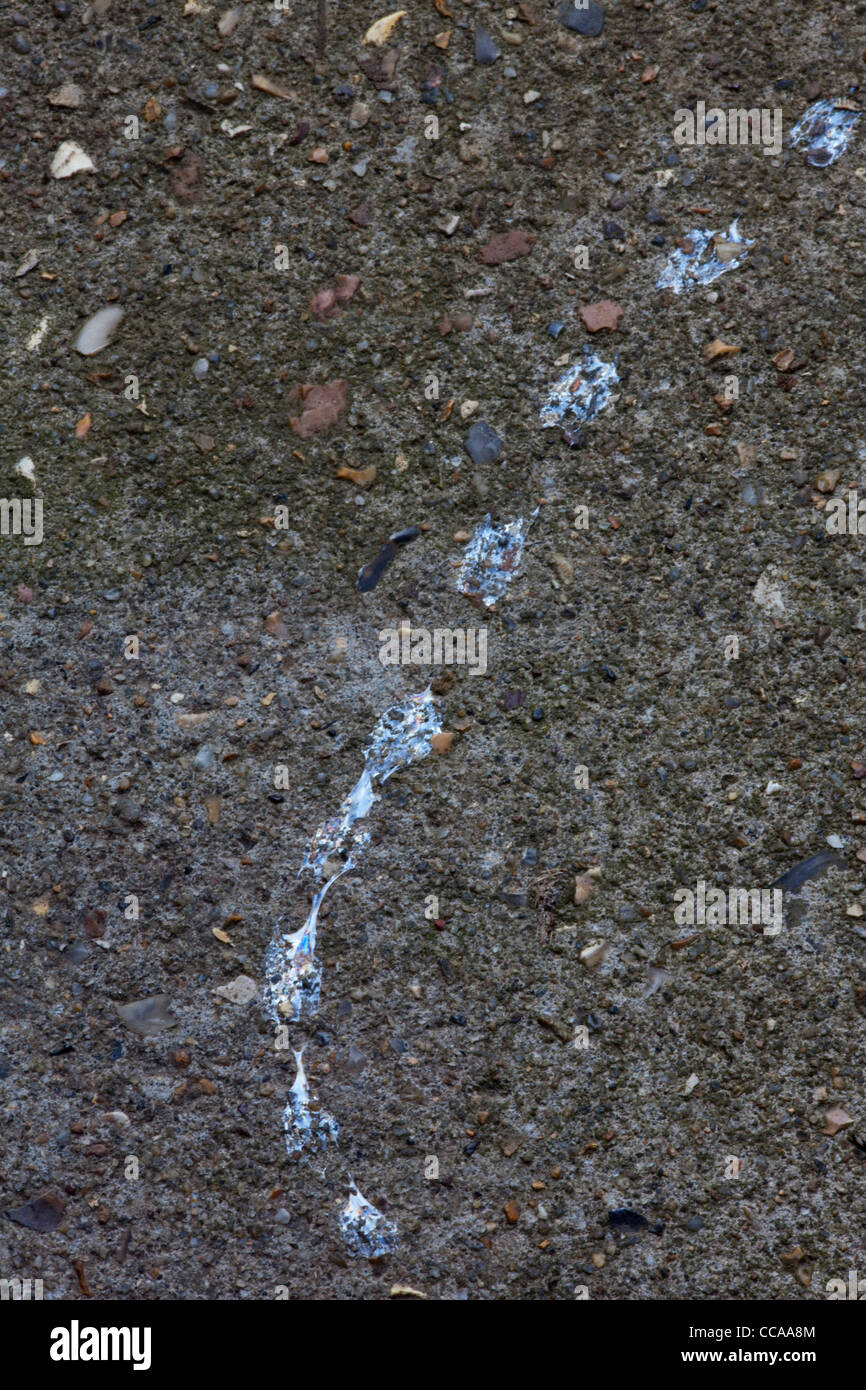 Giardino lumaca (Helix Aspersa). Il fango sentiero attraverso un gradino della porta. Foto Stock