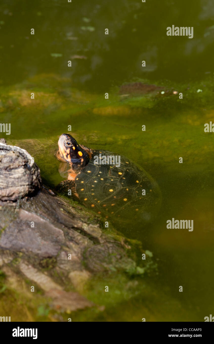 North American Spotted tartaruga (Clemmys guttata). In appoggio e in procinto di emergere da acqua su un log. Foto Stock