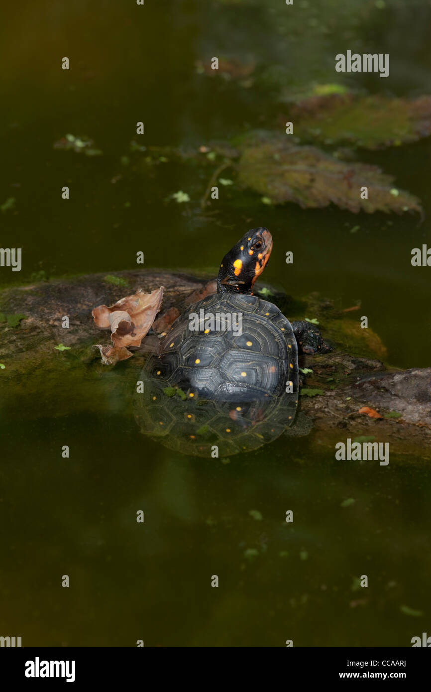 North American Spotted tartaruga (Clemmys guttata). Foto Stock