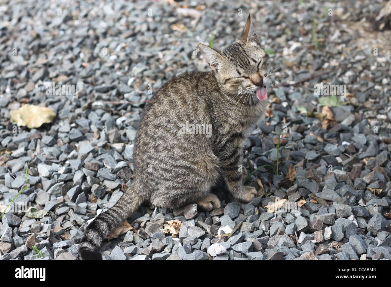 Divertente gatto, gli occhi chiusi e con la lingua fuori Foto Stock