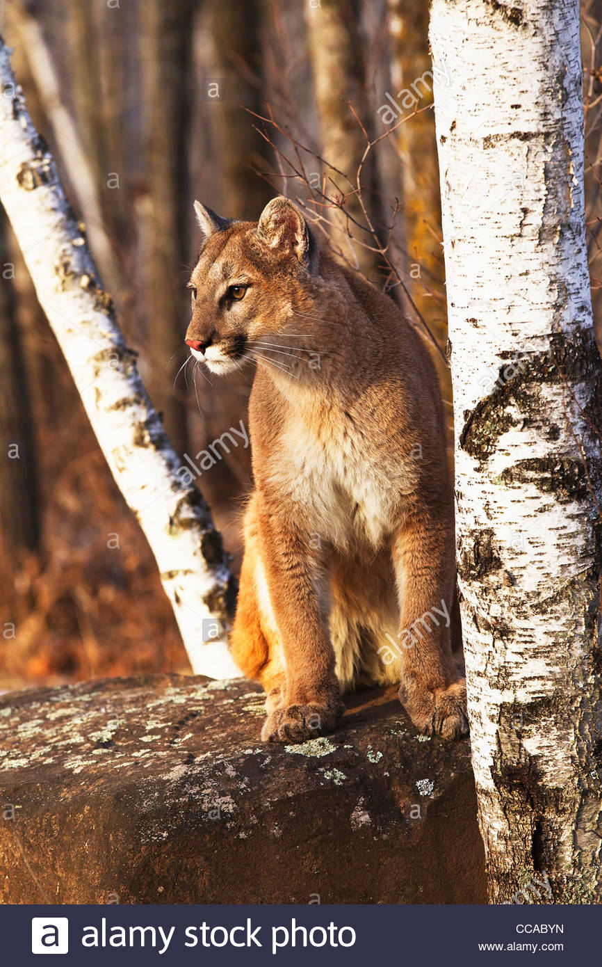 puma femmina
