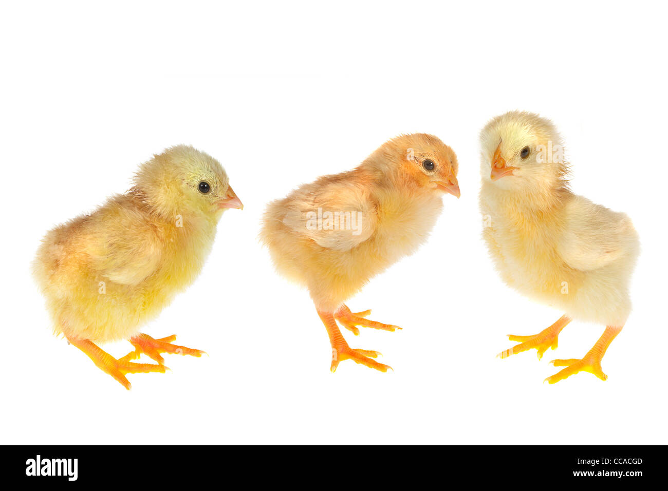 Tre piccoli appena tratteggio giallo pulcini di pasqua su sfondo bianco Foto Stock