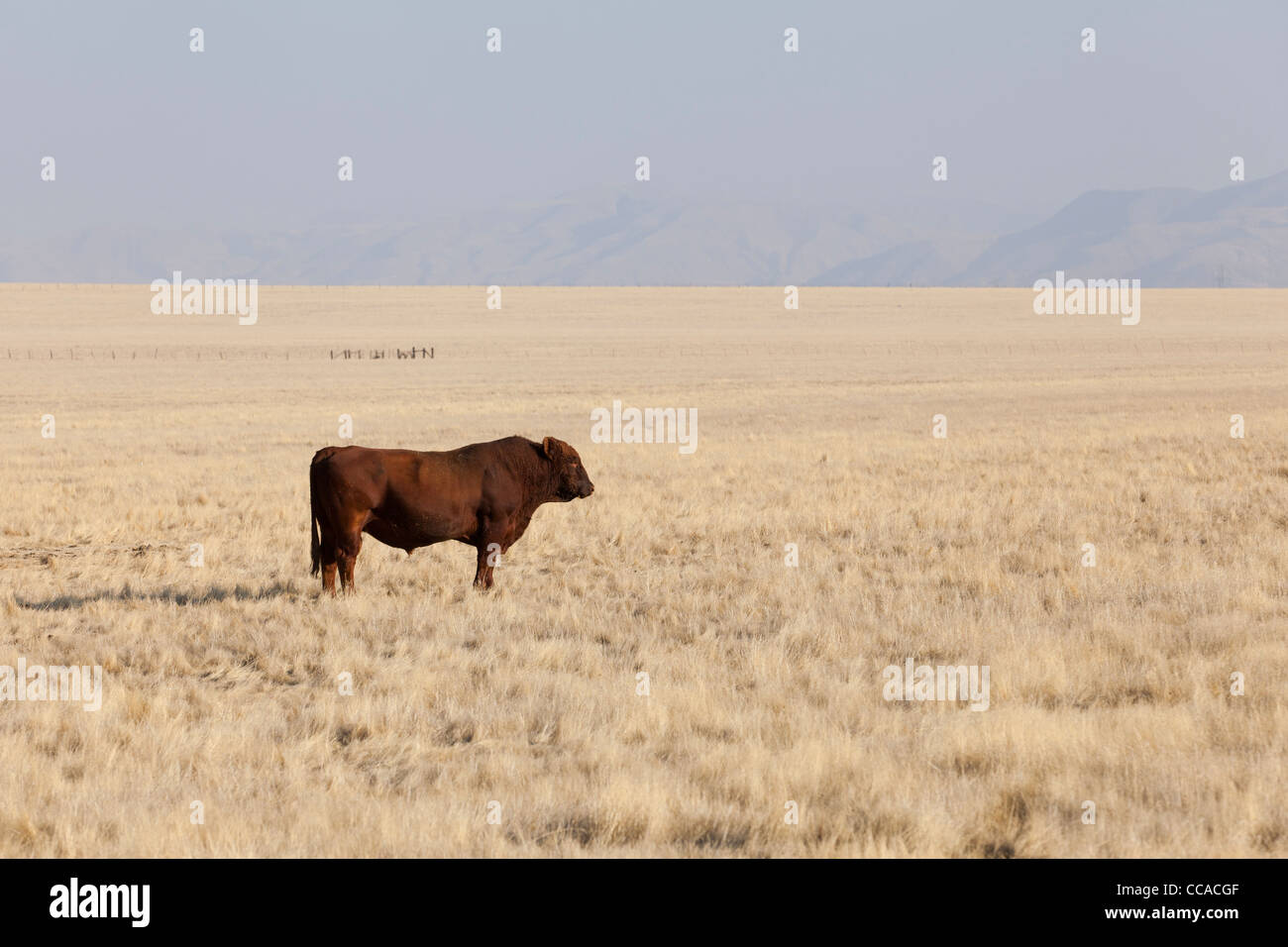 Free range Red bull di Angus in erba secca campo - Coalinga, California USA Foto Stock
