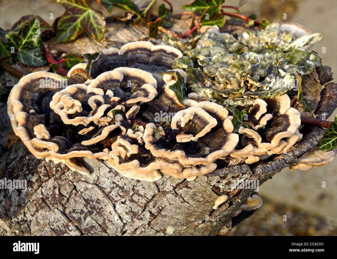 Funghi su legno. Questo è Trametes versicolor una staffa funghi noto come la Turchia di coda. Foto Stock