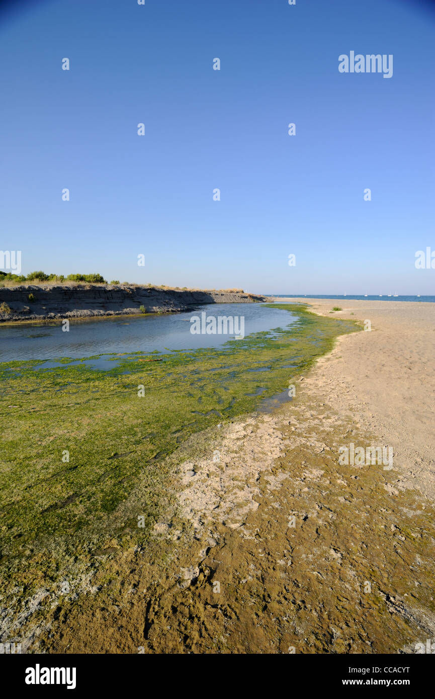 Italia, Basilicata, Policoro, riserva regionale Bosco Pantano, riserva naturale WWF Foto Stock