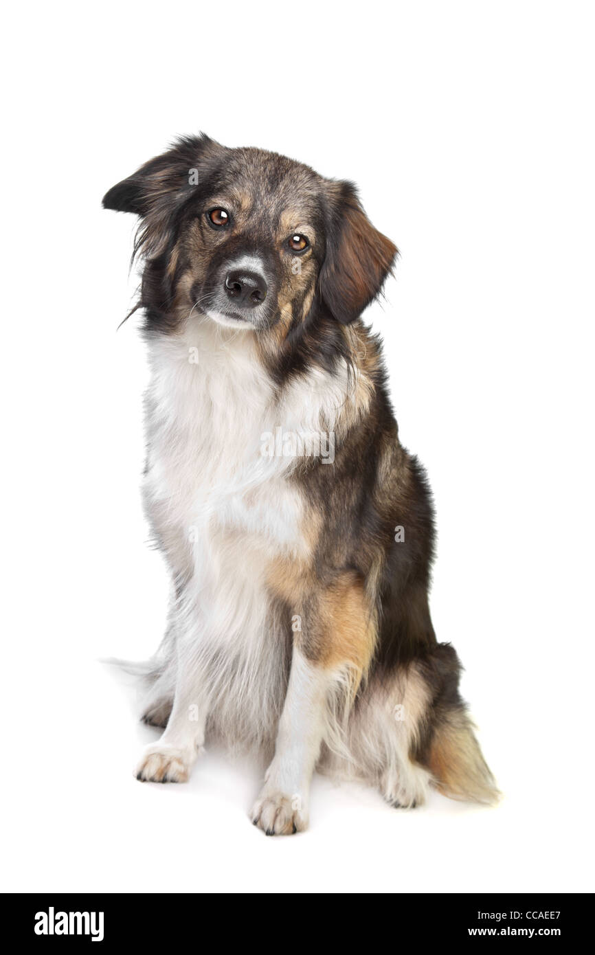 Razza mista tri-cane colorato di fronte a uno sfondo bianco Foto Stock