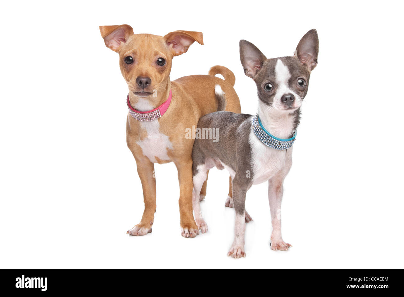 Chihuahua e un mix dei rulli di estrazione in miniatura di fronte a uno sfondo bianco Foto Stock