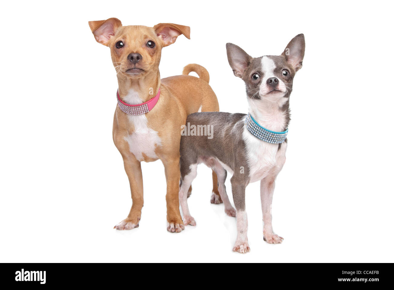 Chihuahua e un mix dei rulli di estrazione in miniatura di fronte a uno sfondo bianco Foto Stock