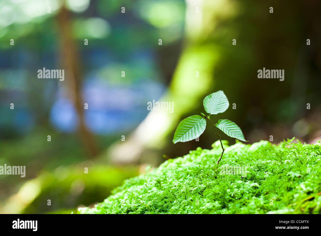 Il faggio piantina in MOSS Foto Stock