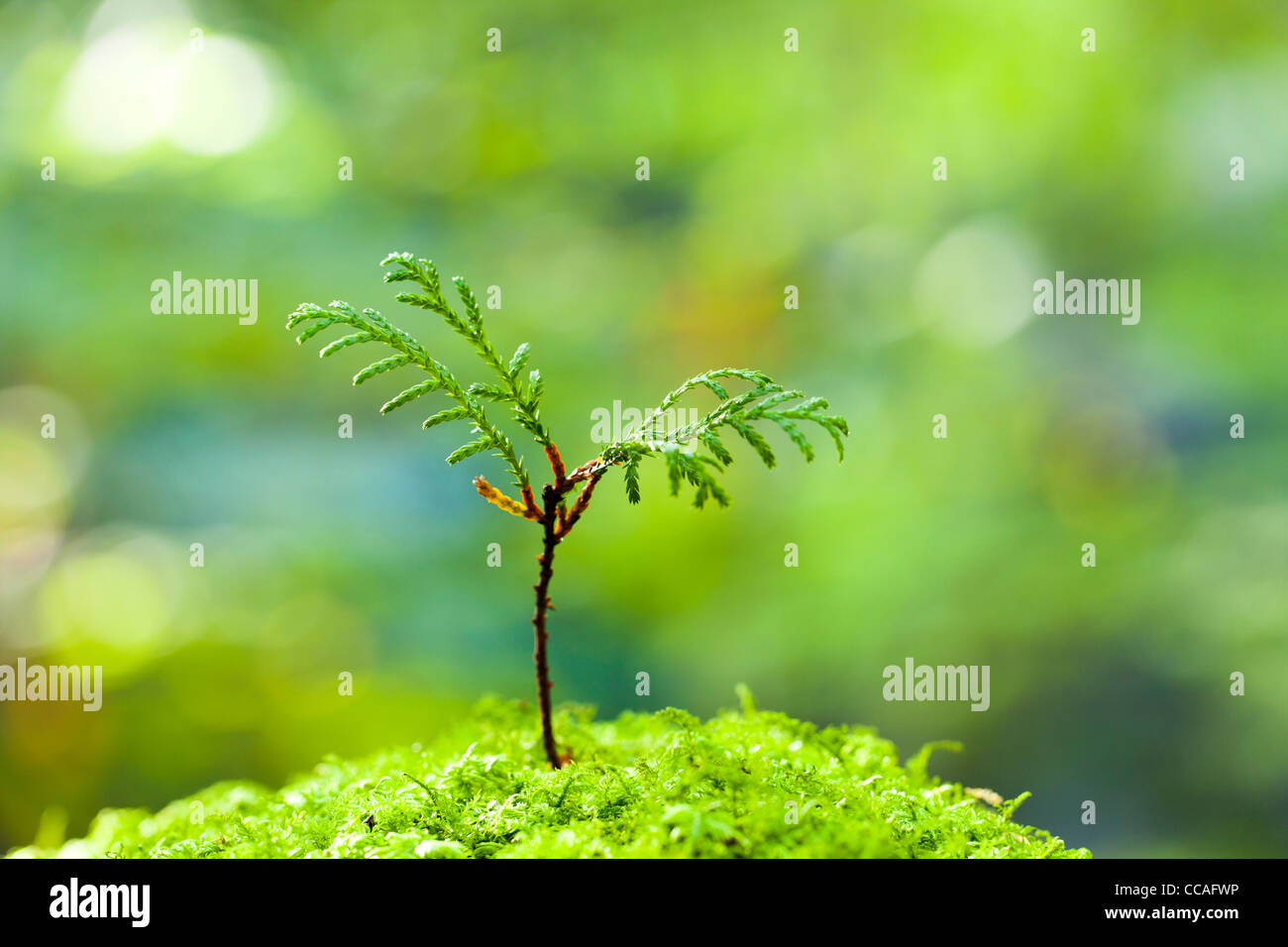 Cypress piantina in MOSS Foto Stock