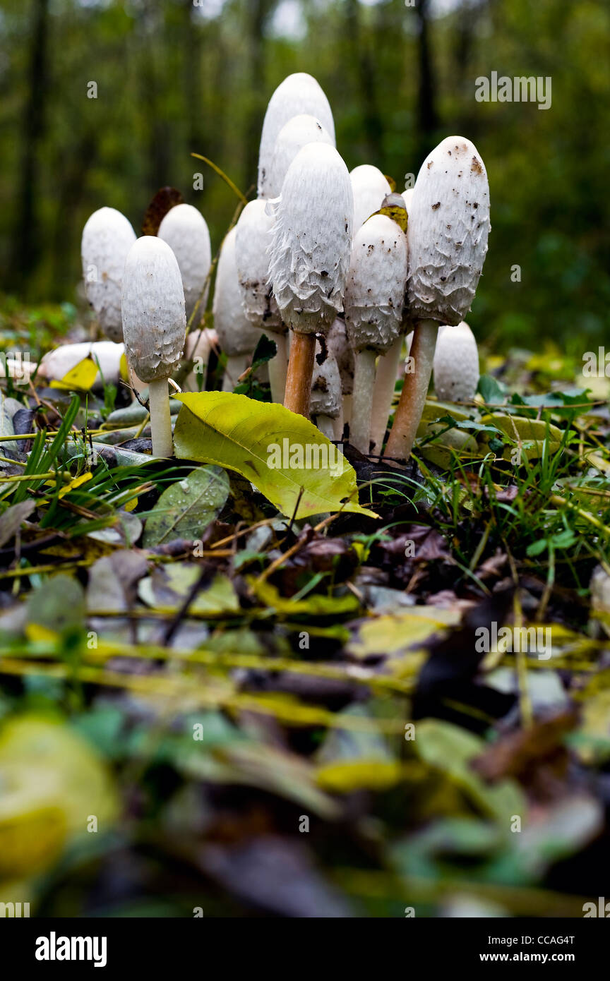 Bianco di funghi - parco Lura Rovellasca Como italia Foto Stock