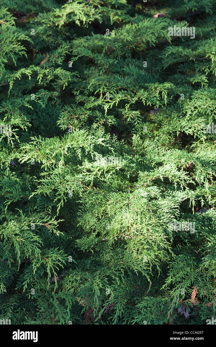 Microbiota Decussata siberiano Cypress arbusto sempreverde in estate Foto Stock
