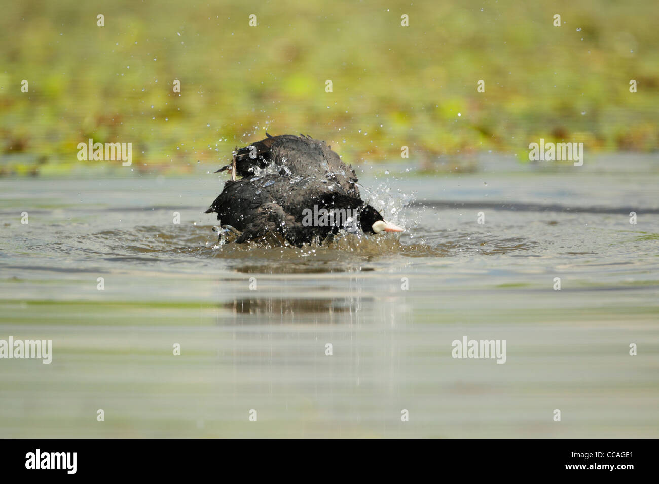 Adulto Eurasian folaga (fulica atra) la balneazione Foto Stock