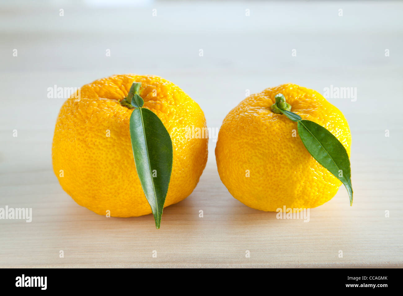 Due Yuzu frutti Foto Stock