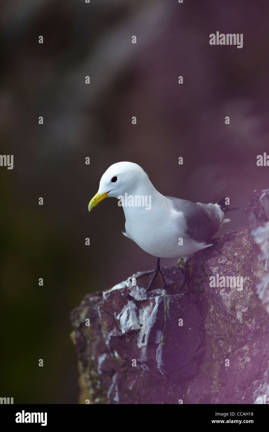 Kittiwake (Rissa tridactyla) arroccato sulla scogliera edge Foto Stock
