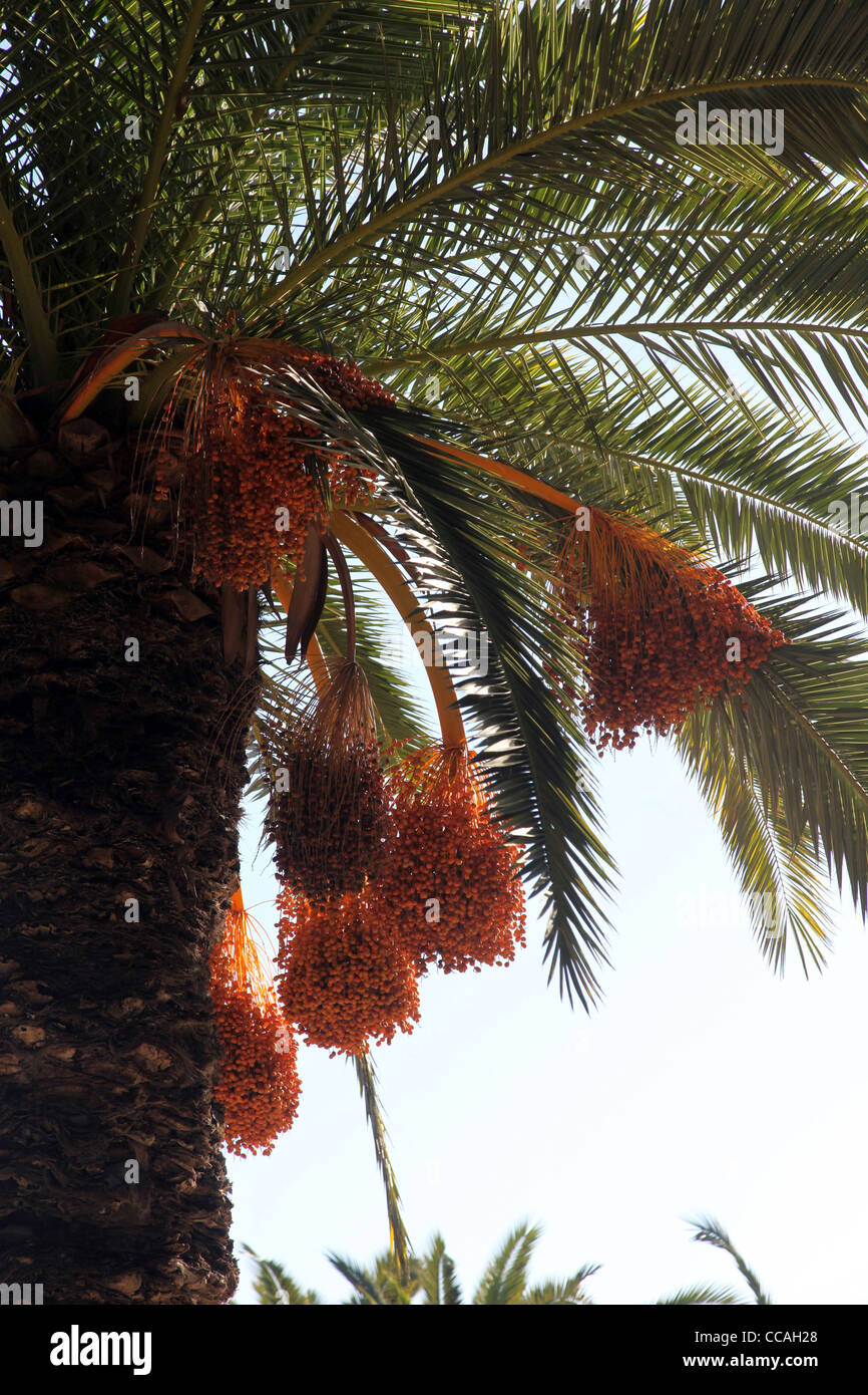 Una chiusura di una Phoenix dactylifera Palm tree Foto Stock