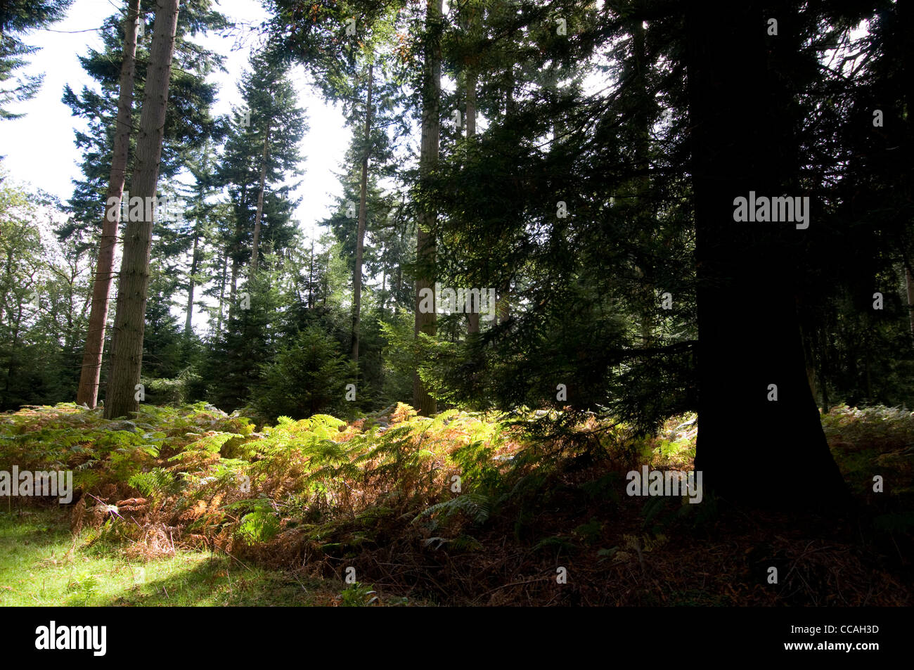 Un mix di abete Douglas e Redwoods sul 'Tall Trees' Trail" nel nuovo Parco Nazionale Foreste, Gran Bretagna. Foto Stock