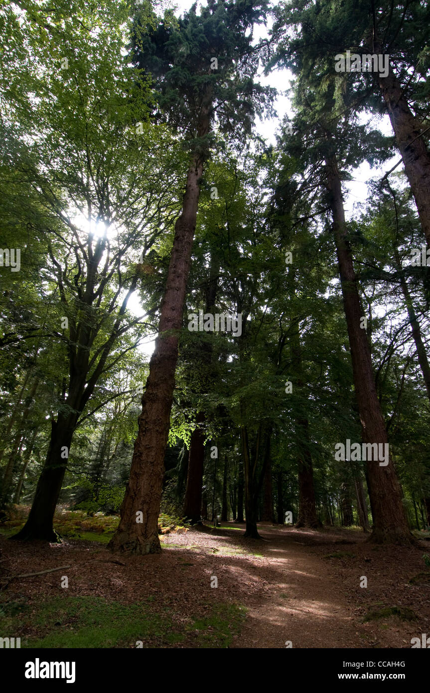 Un mix di abete Douglas e Redwoods sul 'Tall Trees' Trail in New Forest National l parco, Gran Bretagna. Foto Stock