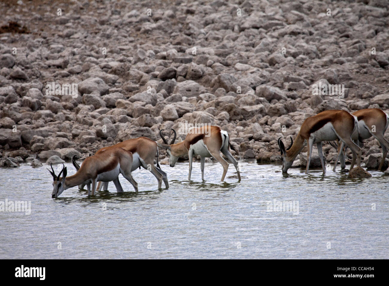 Springbok mandria bevendo al waterhole Foto Stock