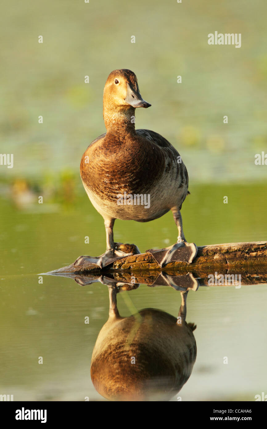 Femmina Pochard comune (Aytha ferina) in estate piumaggio di allevamento, vista frontale, levandosi in piedi fuori dell'acqua su un pezzo di legno Foto Stock