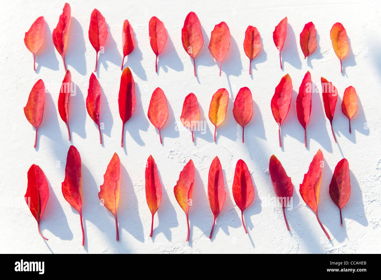 Red foglie autunnali Foto Stock
