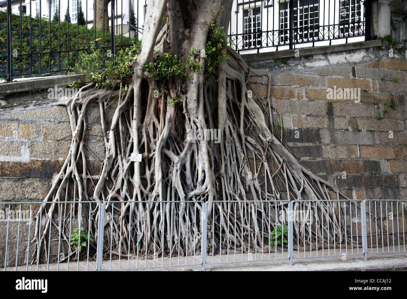 Il cinese banyan tree radici crescente verso il basso una parete di hong kong RAS di Hong kong cina asia Foto Stock