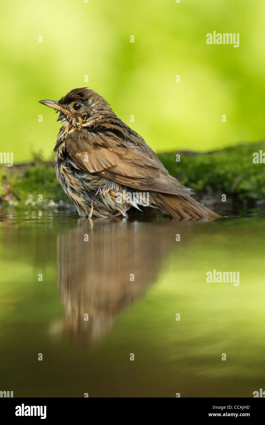 Tordo bottaccio (Turdus philomelos) in piedi in acqua a bordo di una piccola piscina di bosco che mostra piumaggio umido Foto Stock