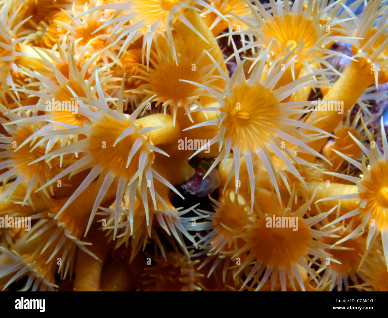 Incrostanti giallo anemone marittimo Foto Stock