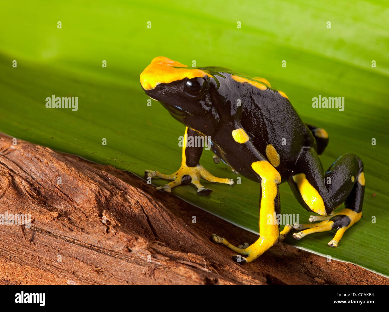 Poison dart frog, Dendrobates tinctorius Amazon rain forest Suriname Foto Stock