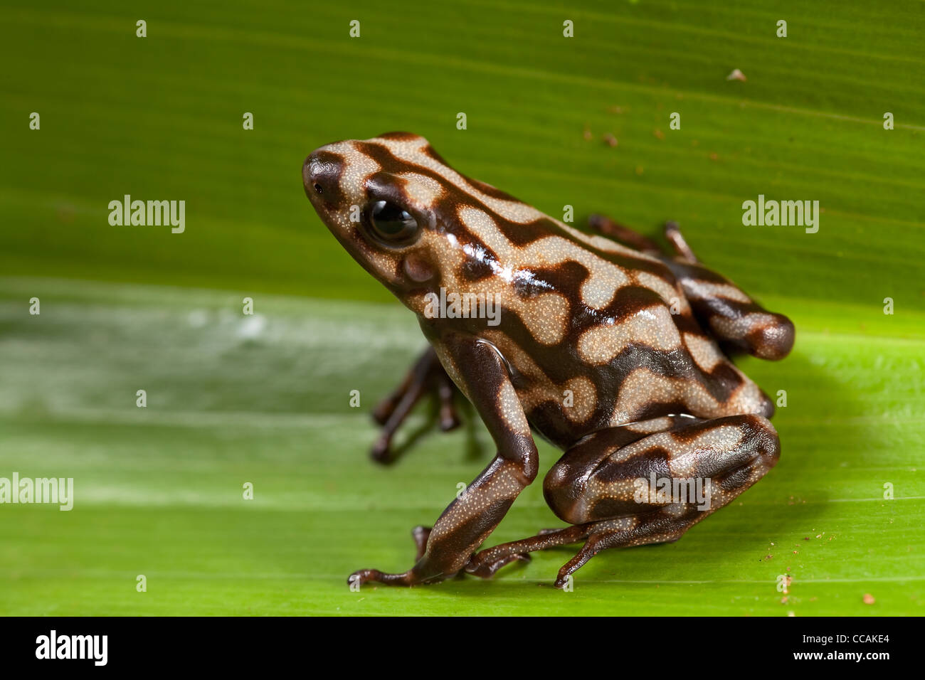 Poison dart frog dendrobats auratus di Panama rain forest Campana morph Foto Stock