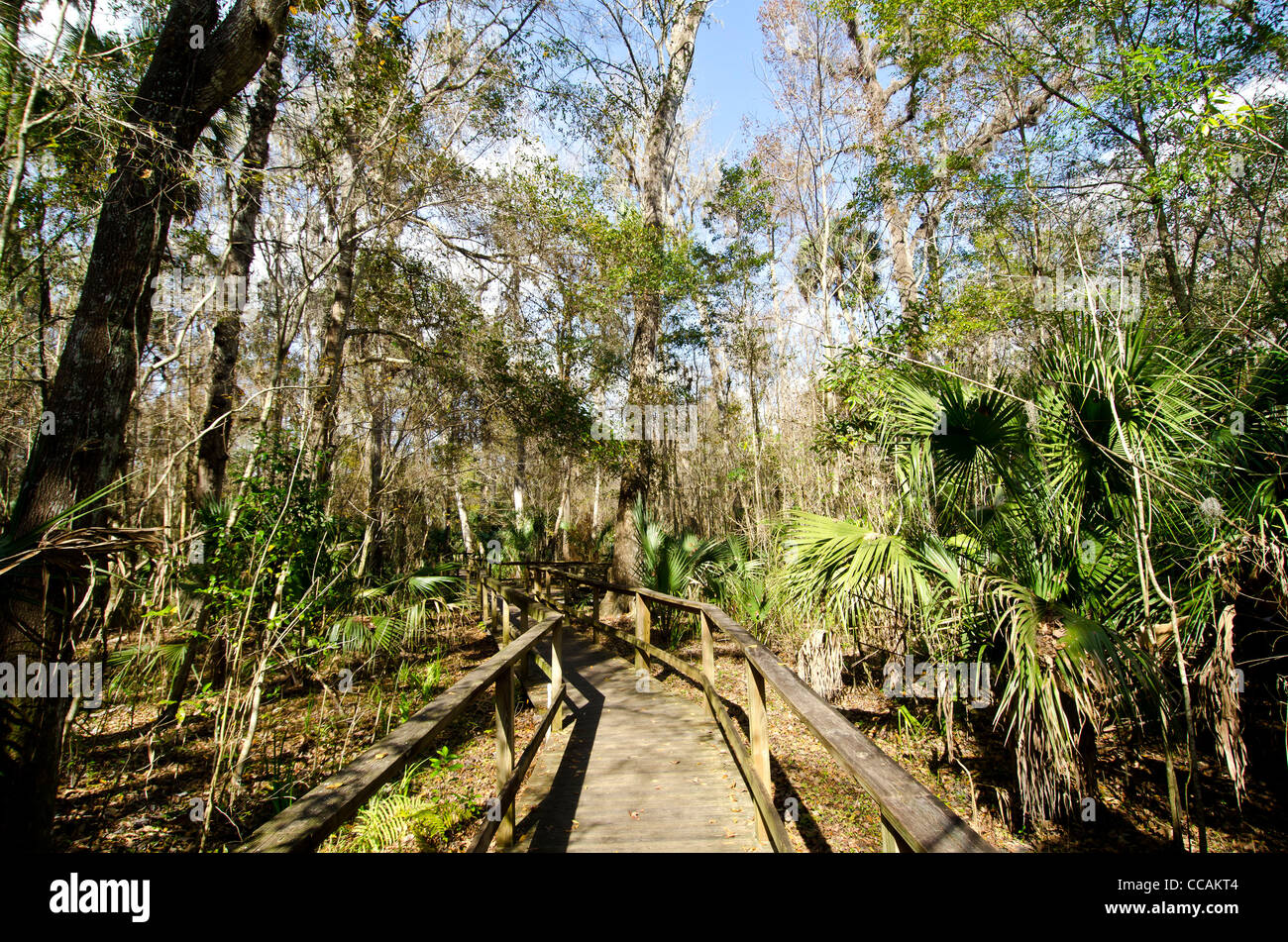 Big Tree Park boardwalk attraverso il bosco di cipressi e casa del senatore record del mondo cipresso, Longwood, FL Foto Stock