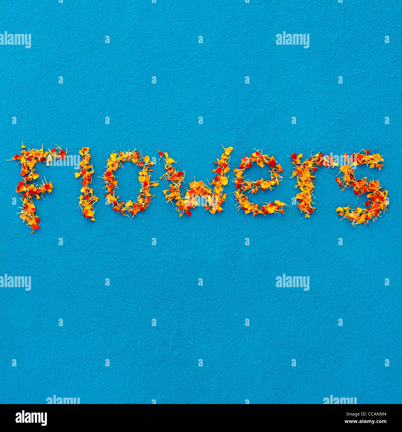 Tagete petali ortografia della parola fiori su una polvere blu sullo sfondo Foto Stock