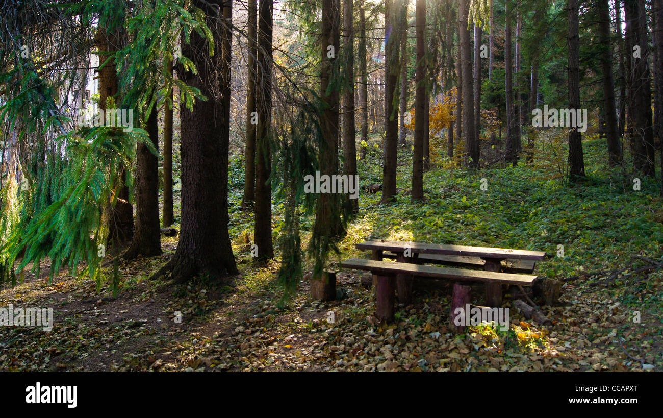 Bel sole splendente di luce su una panca picnic in una foresta di pini Foto Stock