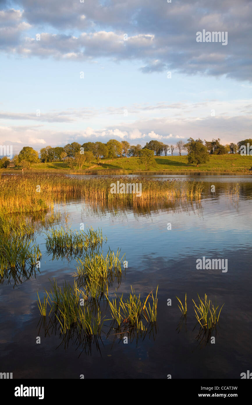 Serata tranquilla lungo il fiume Shannon, vicino a Carrick on Shannon, County Leitrim, Irlanda. Foto Stock