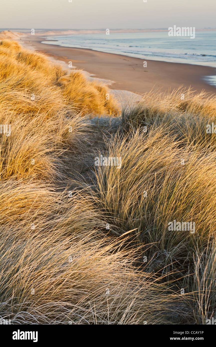 Le dune di Druridge Bay beach su un gelido inverno di mattina, Northumberland, Inghilterra Foto Stock