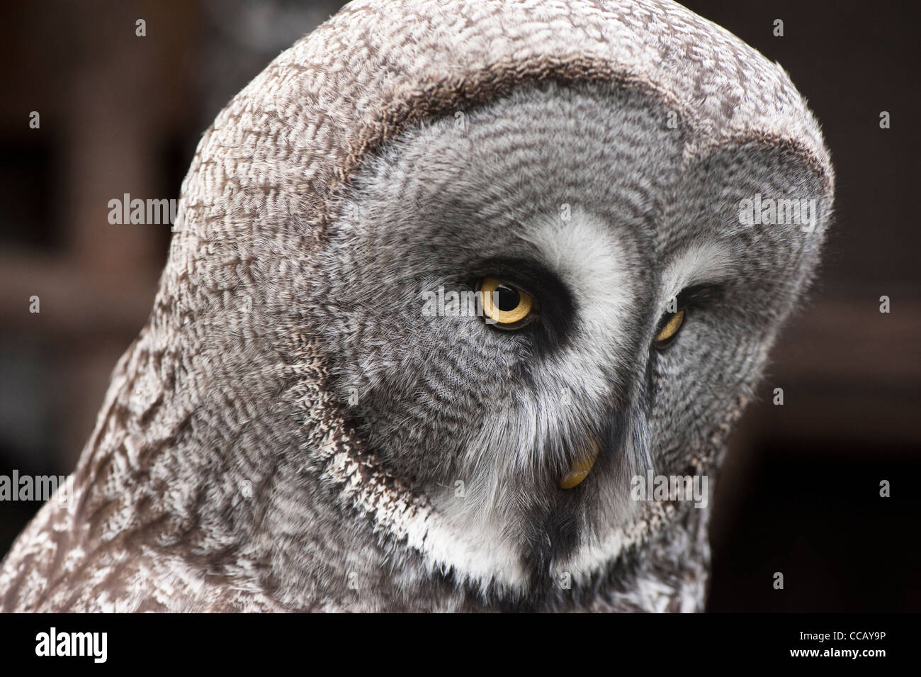 Grande Gufo grigio, Strix nebulosa Foto Stock