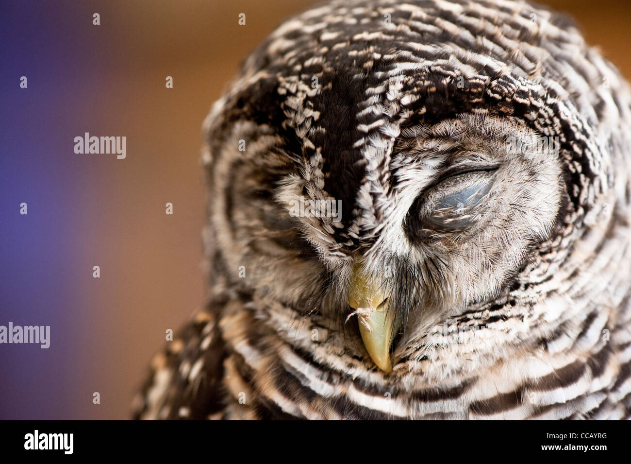 Chaco Owl Strix chacoensis Foto Stock
